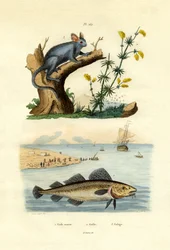 Bacalhau Atlântico, 1833-39